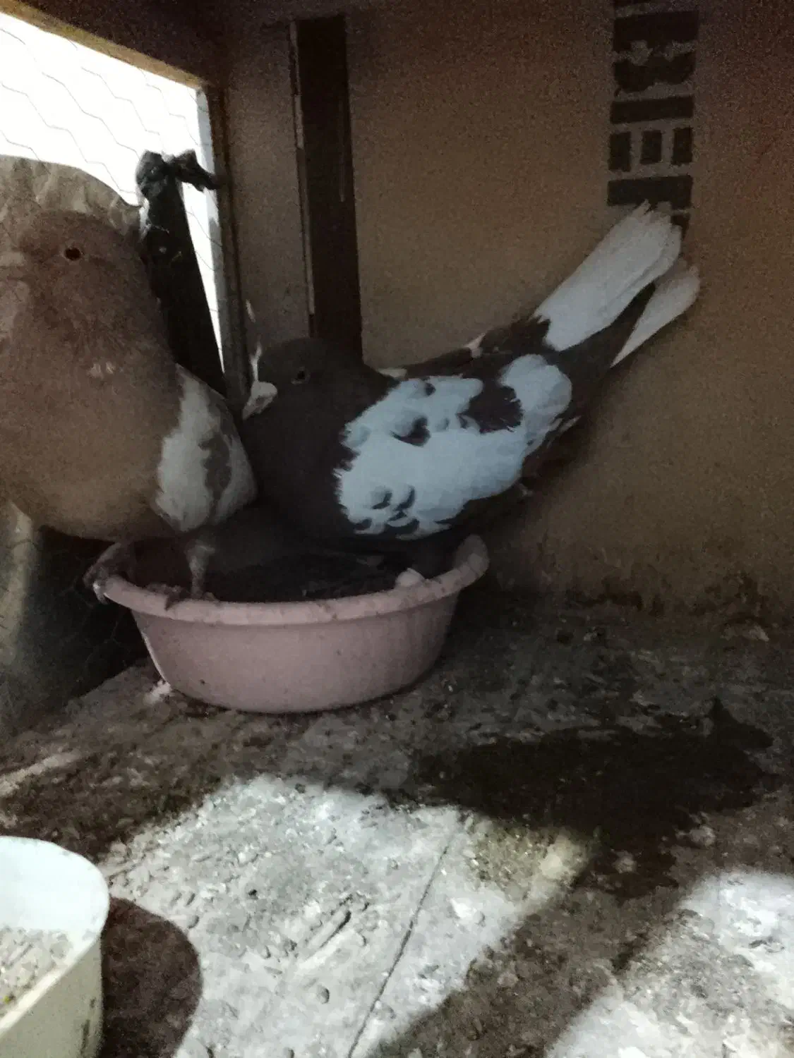 شتوری|پرنده|هامون, |دیوار