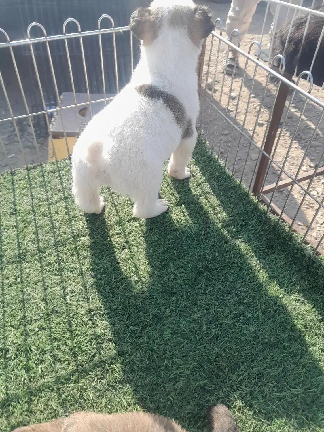 سگ‌ نگهبان نر ۲ تومن|سگ|تهران, خلیج فارس|دیوار