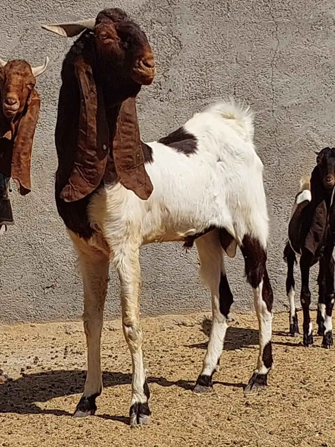 نر بز پاکستانی|حیوانات مزرعه|شریفآباد, |دیوار