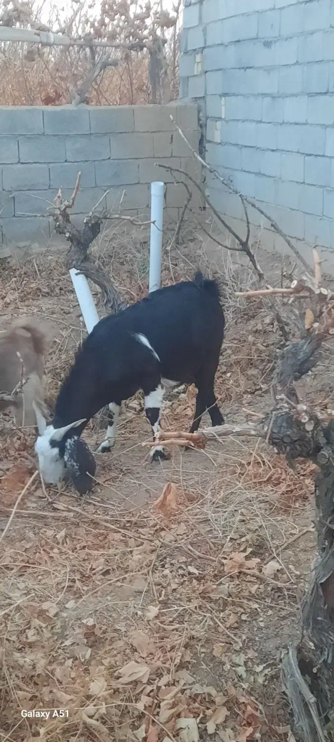 بز ابستن|حیوانات مزرعه|شاهرود, |دیوار