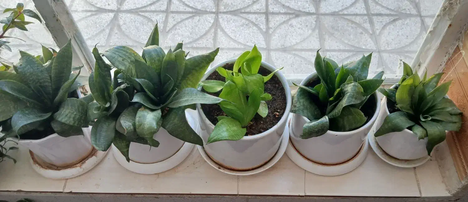 سانسوریا پا کوتاه|گل و گیاه طبیعی|گناباد, |دیوار