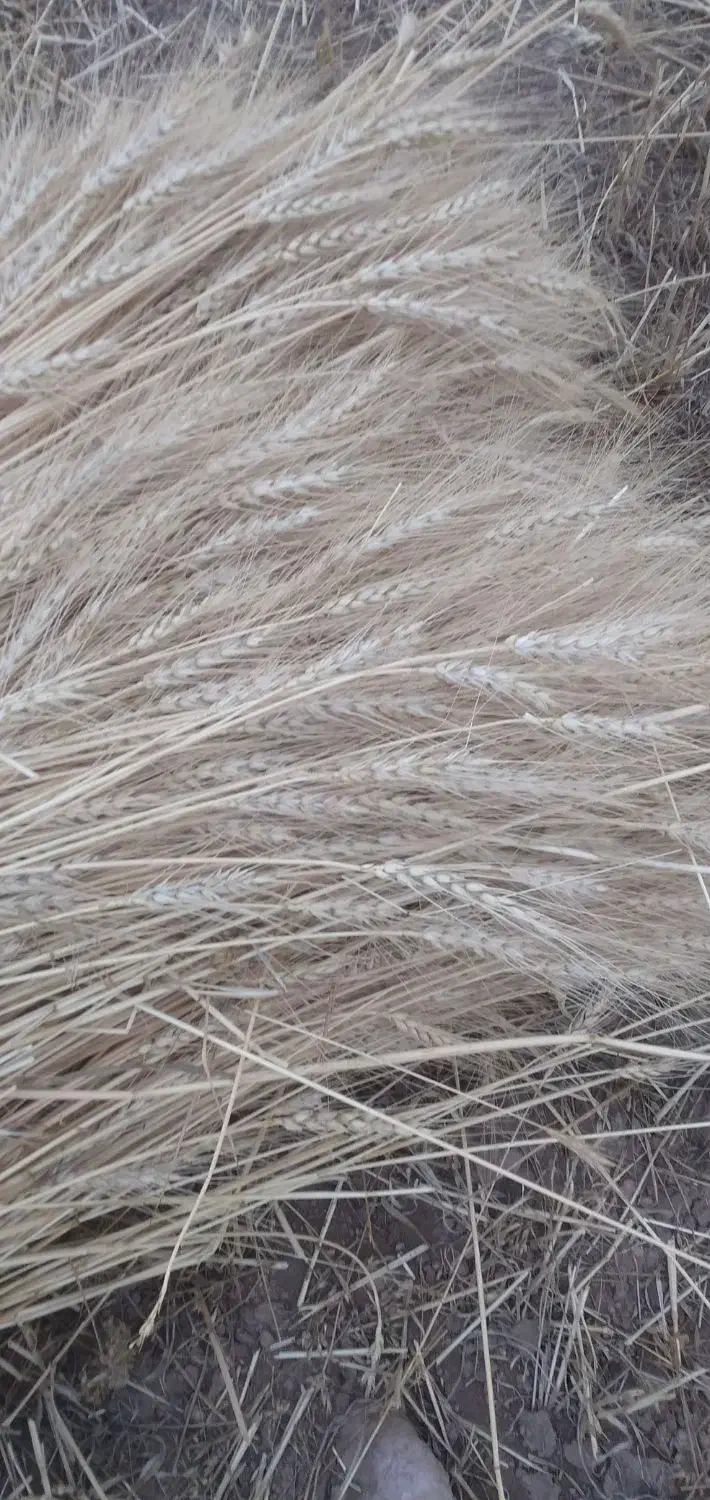 بذر گندم درجه یک|خوردنی و آشامیدنی|سرعین, |دیوار