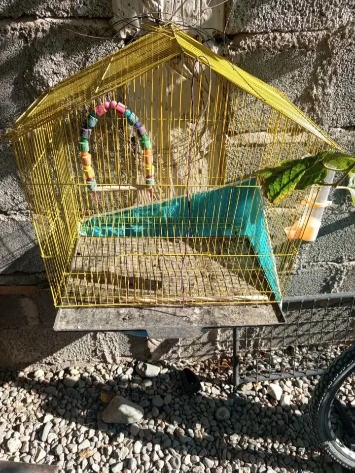 قفس|لوازم جانبی حیوانات|جیرفت, |دیوار