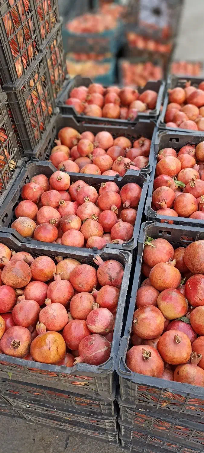 انار آبگیری  ربی. انار 10 تومن|خوردنی و آشامیدنی|قم, باغ شریفی|دیوار