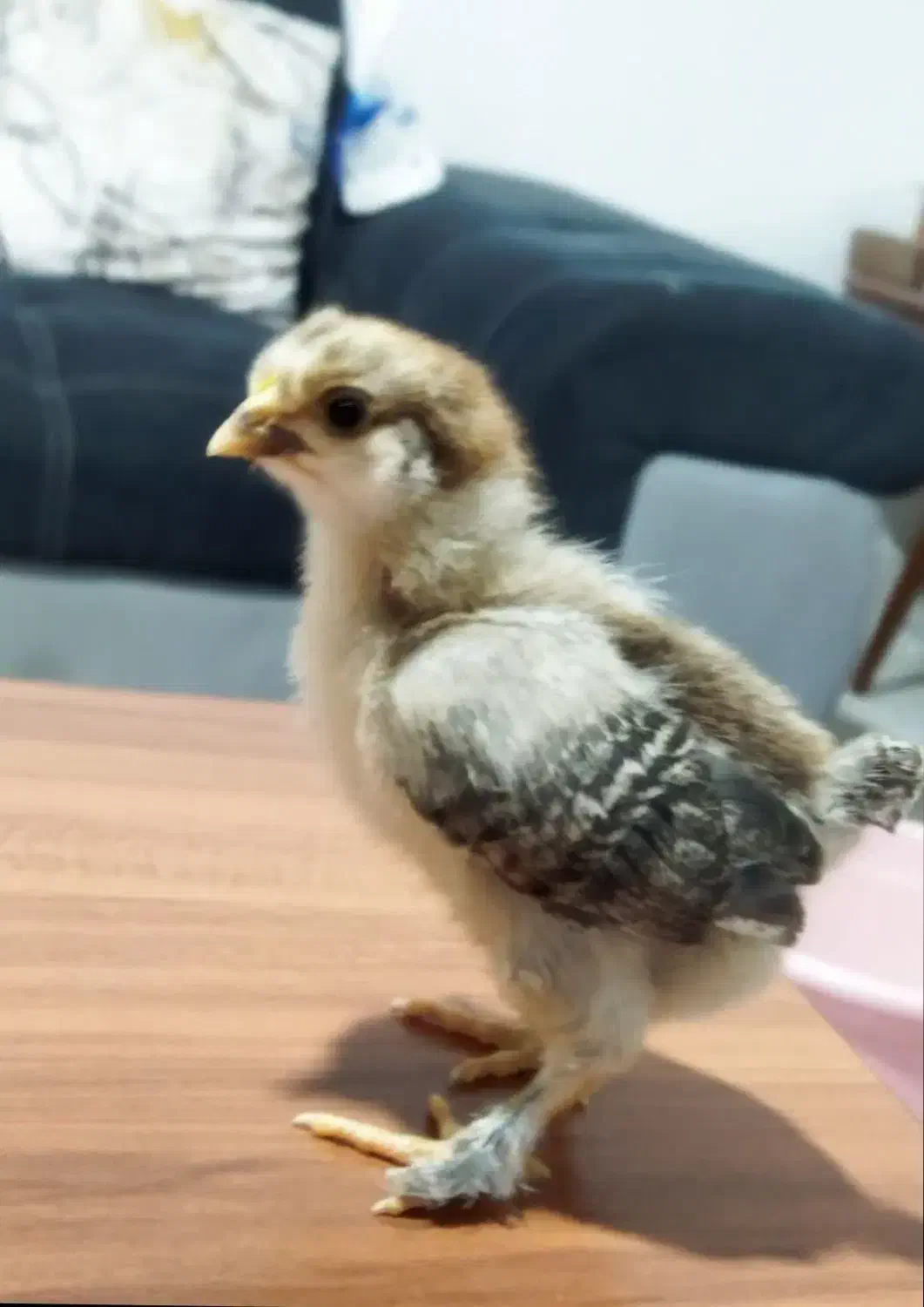 جوجه محلی چهل تاج کاکلی پاپر و گردن لخت|حیوانات مزرعه|شریف‌آباد, |دیوار