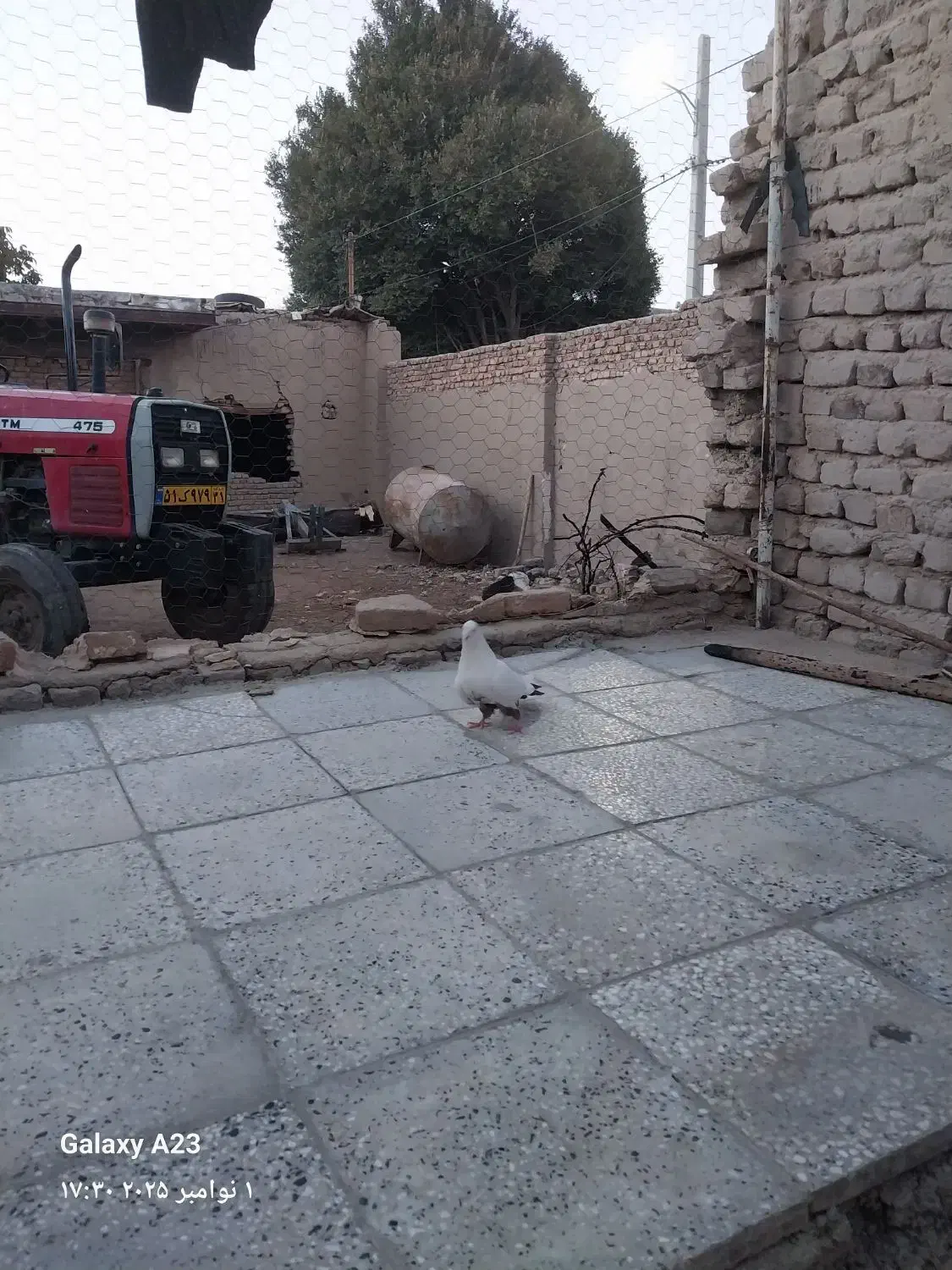 ماده دم قهوه ای|پرنده|سیلاخور, |دیوار