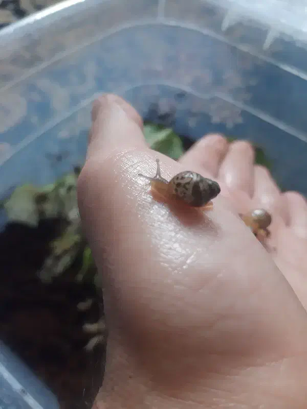 پرورش حلزون|خزنده|پارس‌آباد, |دیوار