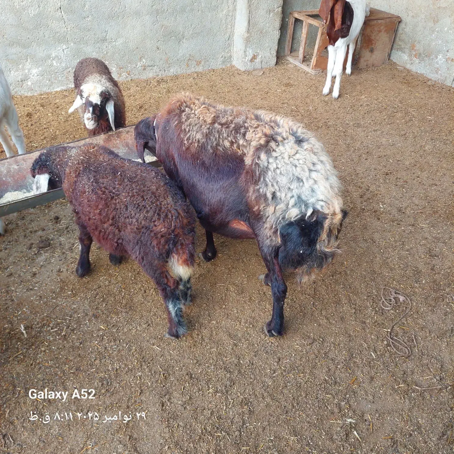 گوسفند بابره دوقلو|حیوانات مزرعه|سیمین شهر, |دیوار