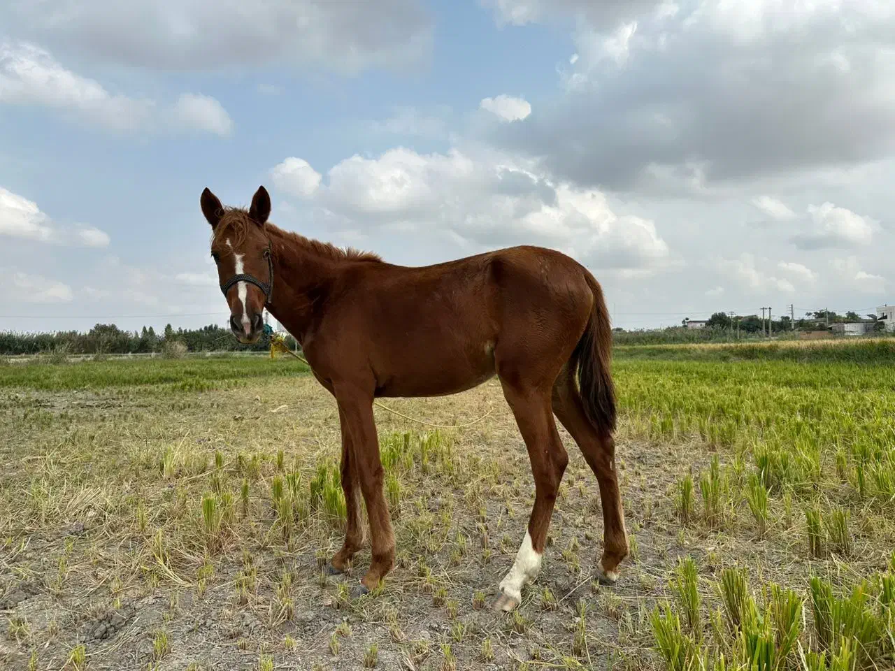 اسب ترکمن|اسب و تجهیزات اسبسواری|گرگان, |دیوار