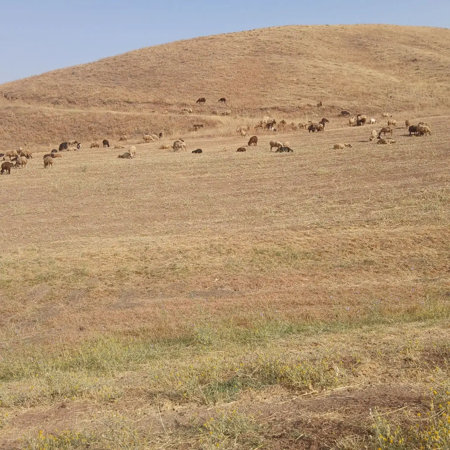 گوسفند|حیوانات مزرعه|مریوان, |دیوار