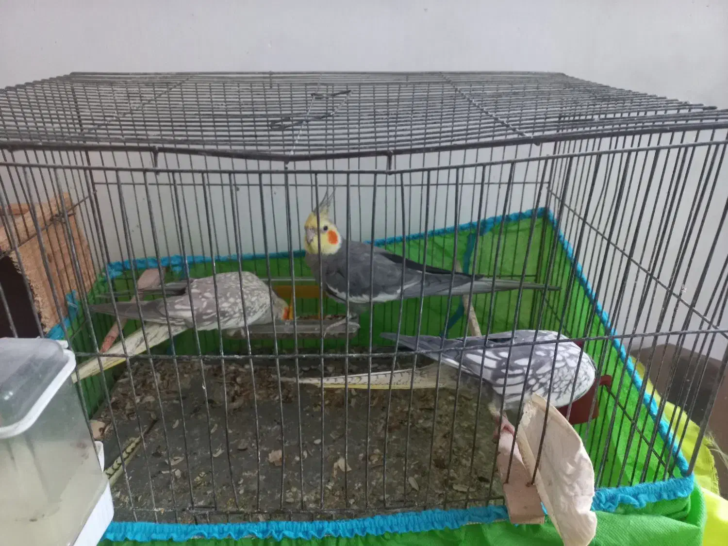 ۳ عدد طوطی عروس فروش فوری|پرنده|رشت, لاکان شهر|دیوار