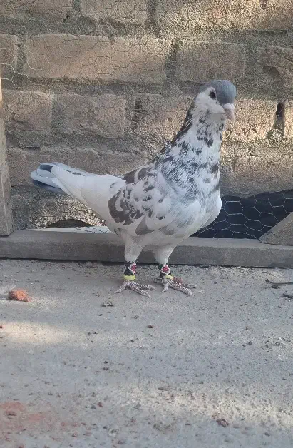 کفتر|پرنده|چناران, |دیوار