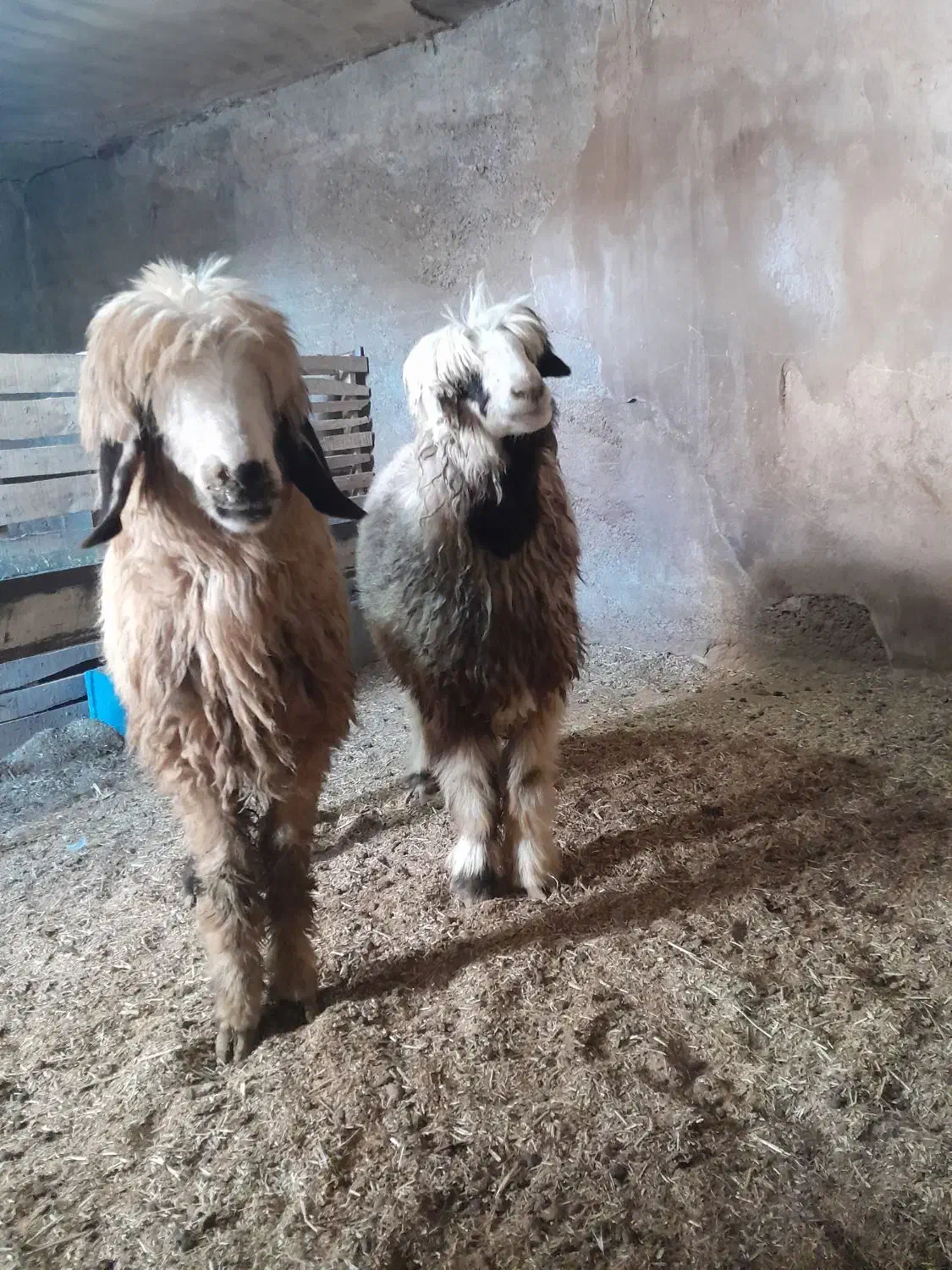 بره ماده درجه ۱ و چاق|حیوانات مزرعه|شهرکرد, |دیوار