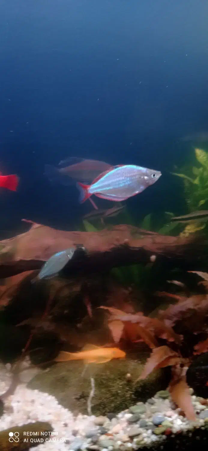 ماهی و گیاه|ماهی|لاهیجان, لیالستان|دیوار