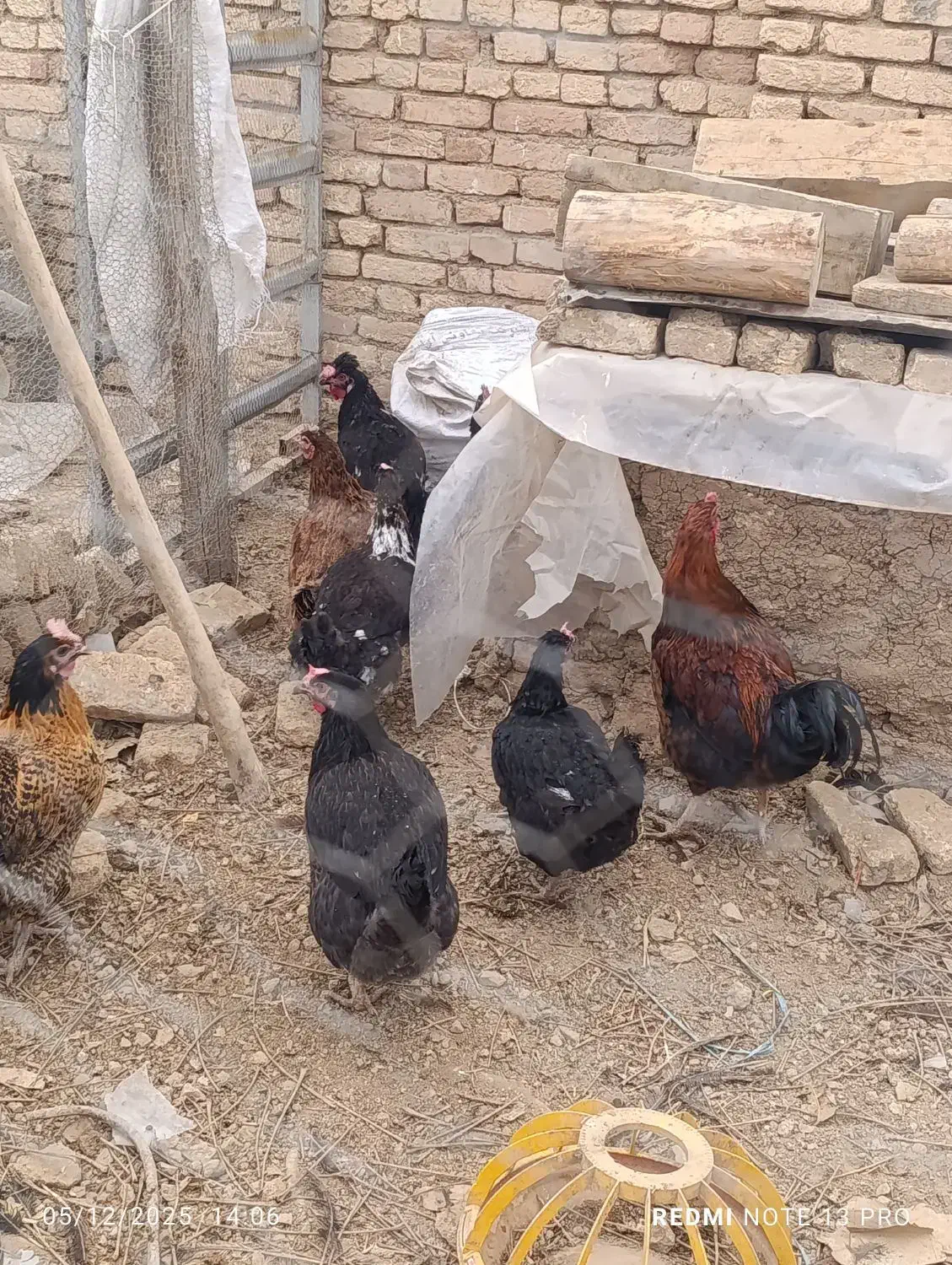 مرغ تخم کن|حیوانات مزرعه|لاران, |دیوار