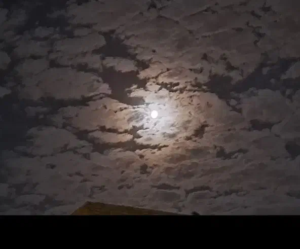 گربه گم شده محدوده علی آباد|حیوانات|مرودشت, علی‌آباد‎|دیوار