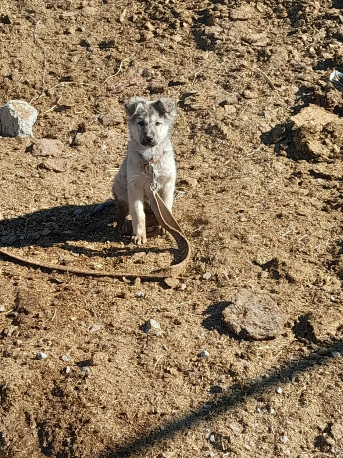 فروش یک عدد سگ ماده|سگ|زید آباد, |دیوار