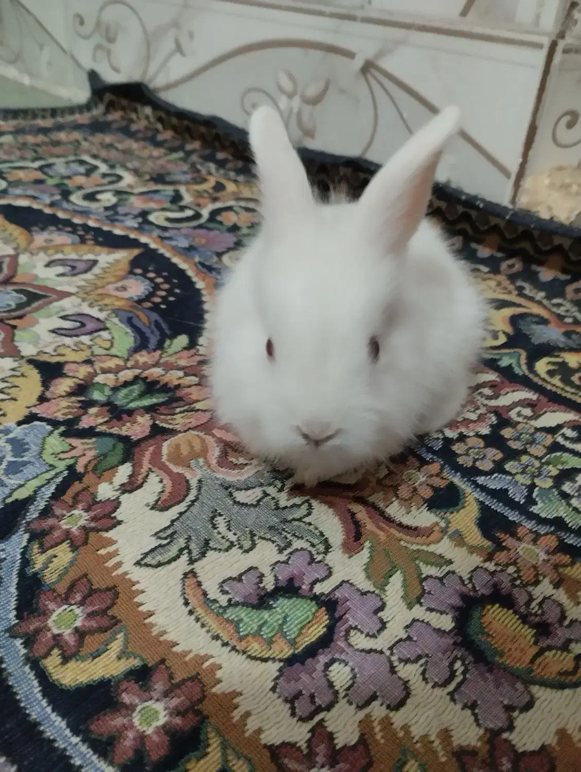 بچه خرگوش|موش و خرگوش|زابل, |دیوار