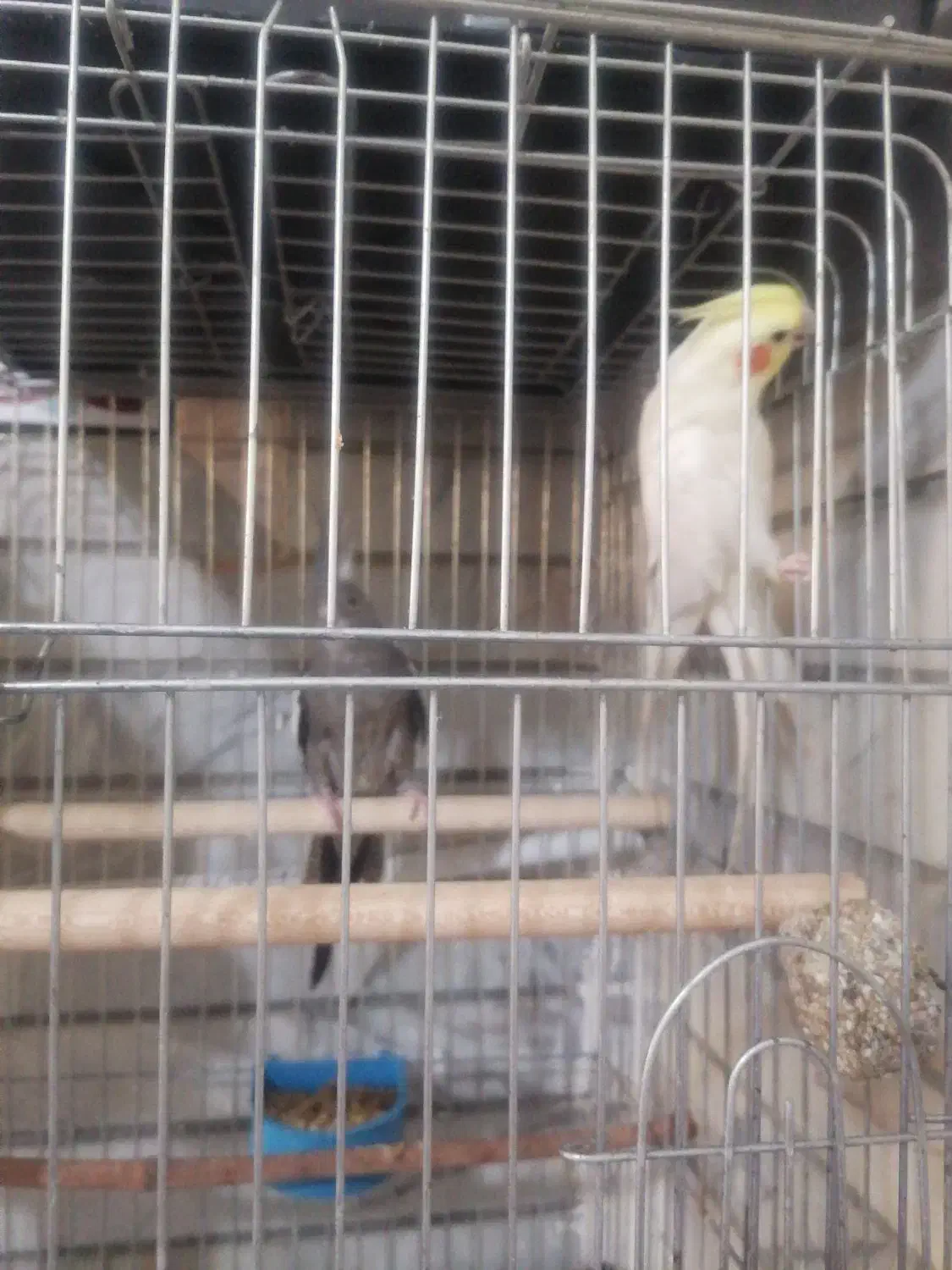 عروس هلندی|پرنده|شیراز, مسلم|دیوار