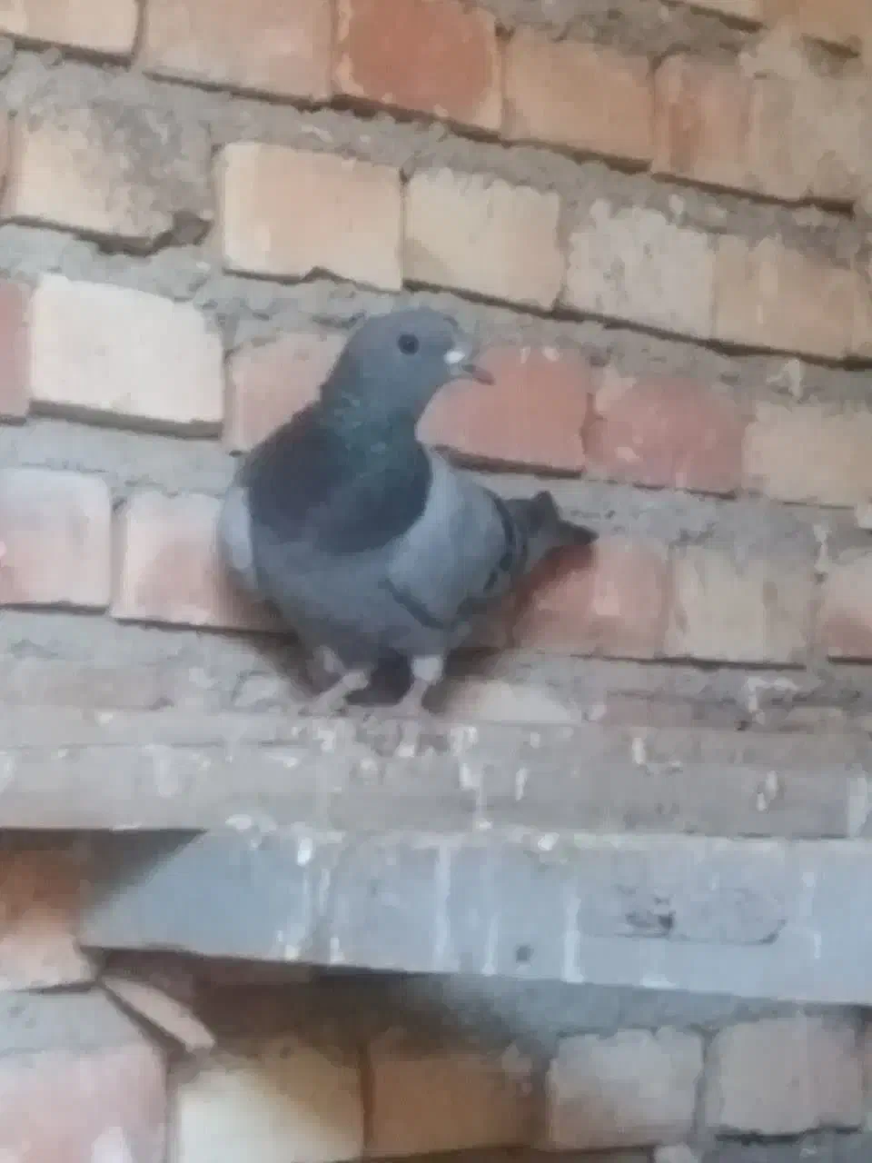 کبوتر نر|پرنده|سلماس, |دیوار