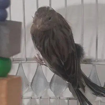 قناری ماده ۱ساله|پرنده|شیروان (خراسان), |دیوار