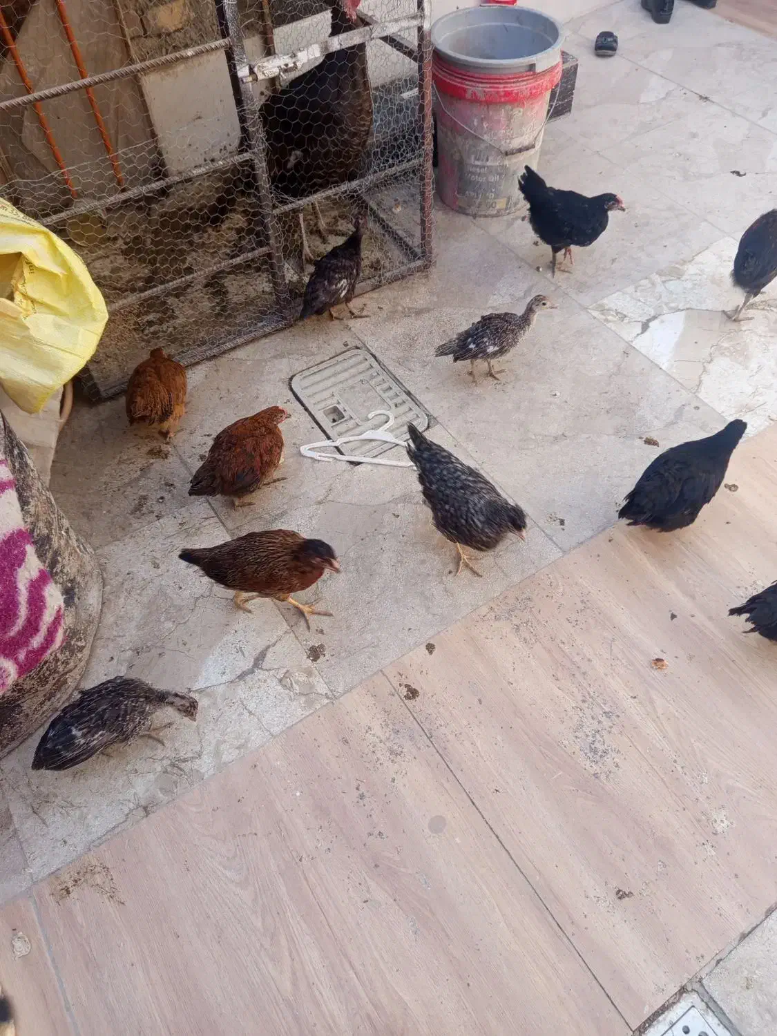 جوجه|حیوانات مزرعه|زابل, |دیوار