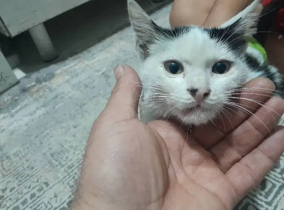 واگذاری سفیدبرفی (یه گربه ناز و خوشگل)|گربه|تهران, قزل قلعه|دیوار