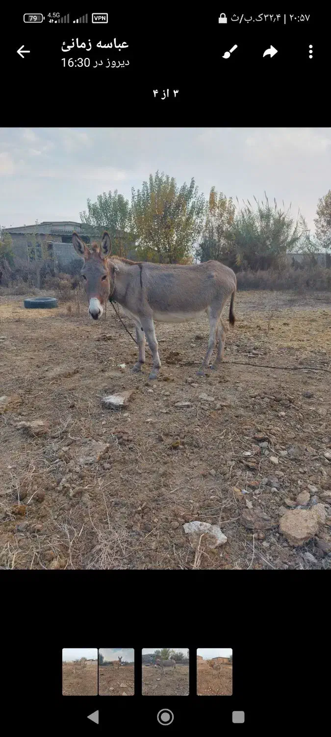 الاغ جوان|حیوانات مزرعه|گنبد کاووس, |دیوار