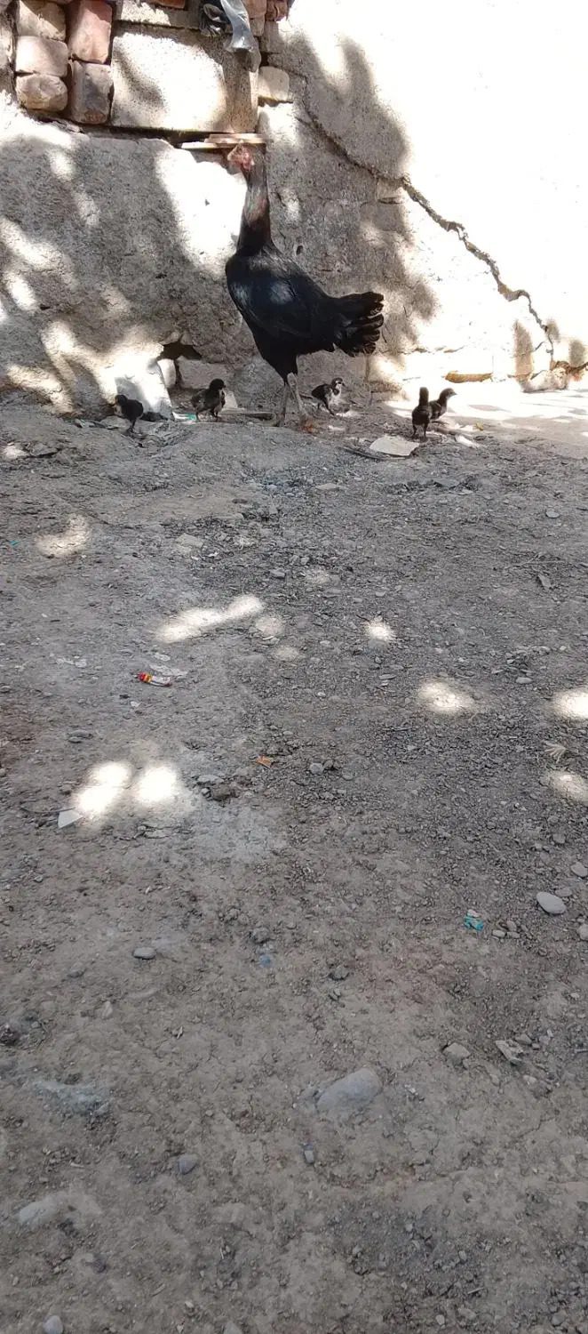 ماده مرغ با 6جوجه|حیوانات مزرعه|ایرانشهر, |دیوار