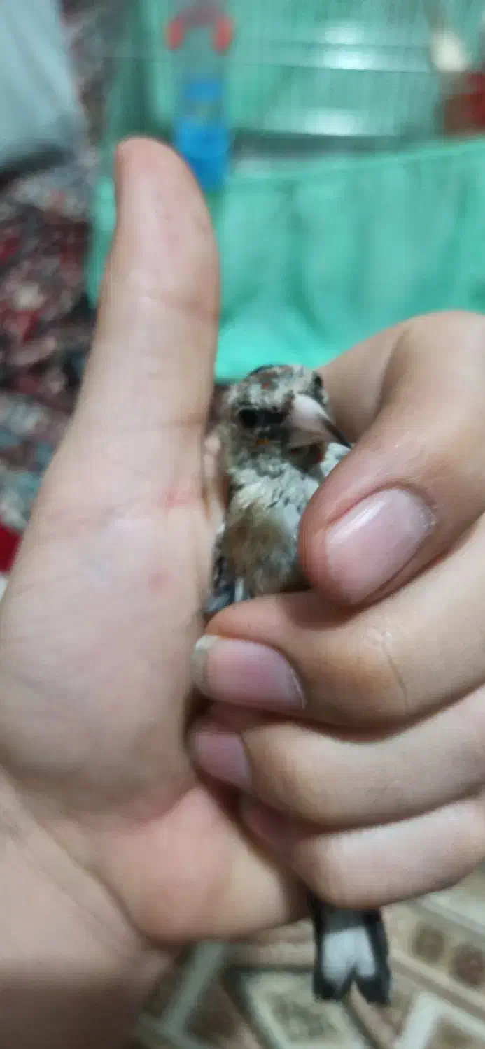 سهره اس عطیقه|پرنده|تهران, مسعودیه|دیوار