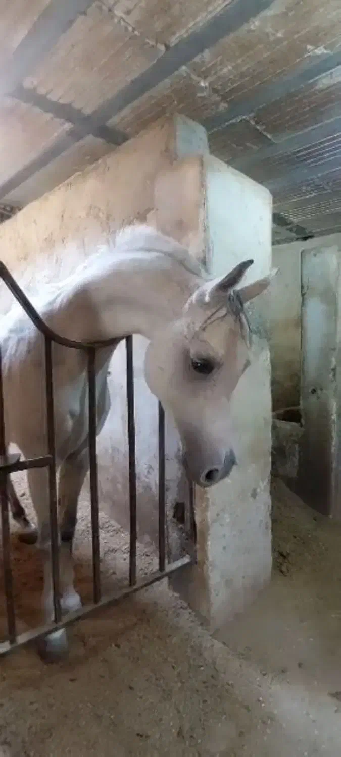 سیلمی عرب وارداتی|اسب و تجهیزات اسبسواری|گلپایگان, |دیوار