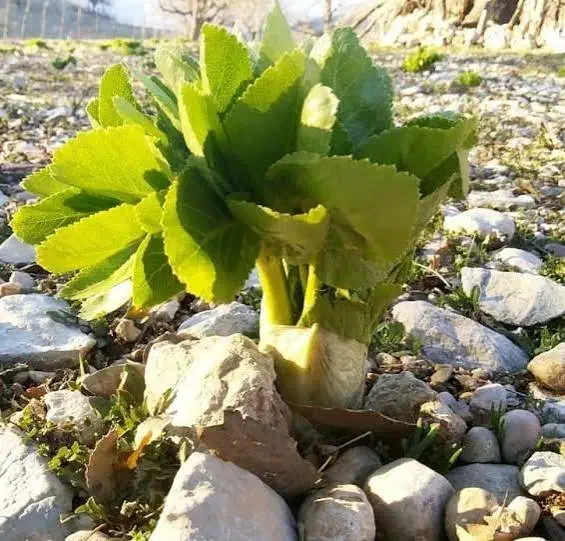 پیاز کرفس کوهی|خدمات باغبانی و درختکاری|شهرکرد, |دیوار