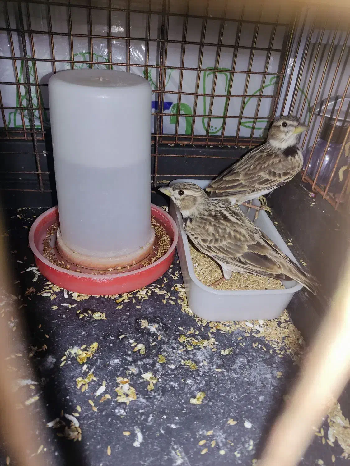 سهره خاکی و سهره رسمی|پرنده|قم, شاه ابراهیم|دیوار