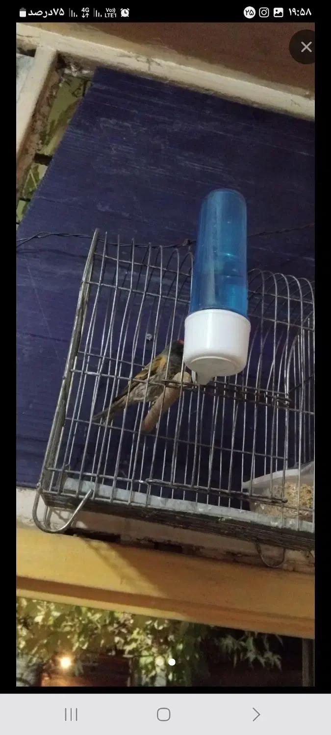 سهره|پرنده|دورود, |دیوار