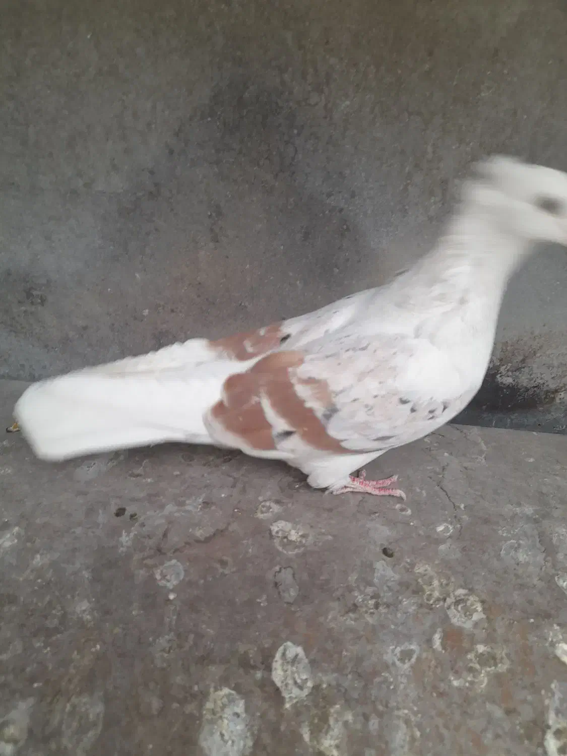 کبوتر|پرنده|دورود, |دیوار