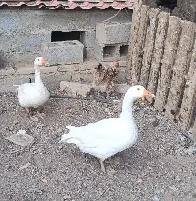 قو غاز ماده تخم گذار|حیوانات مزرعه|بسطام, |دیوار