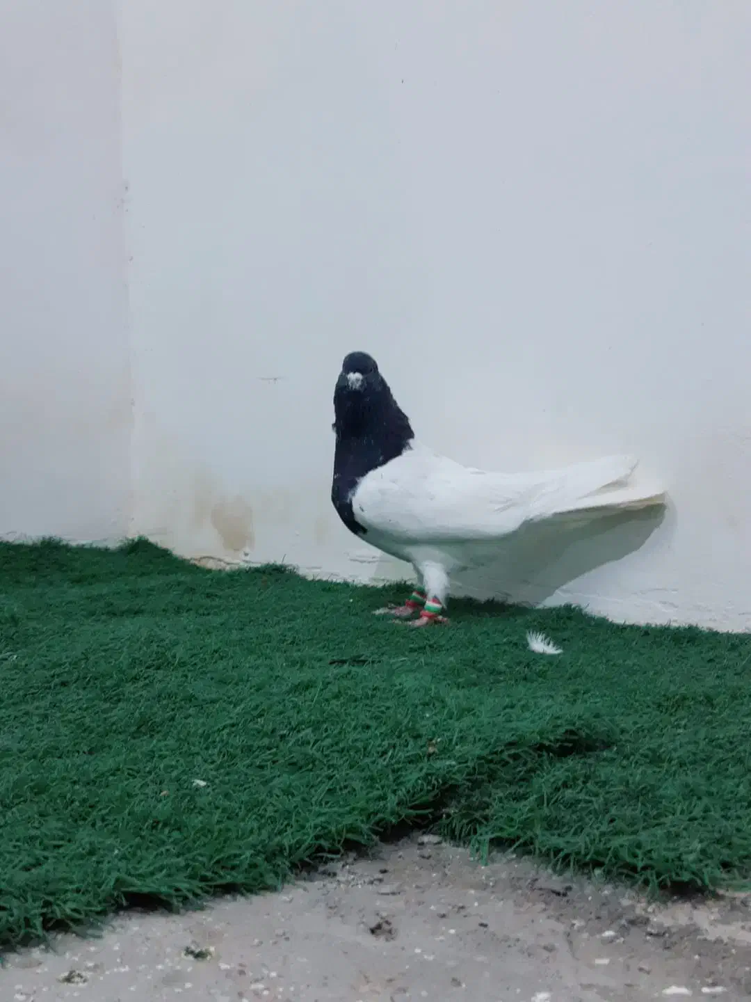 کبوتر|پرنده|دزفول, |دیوار