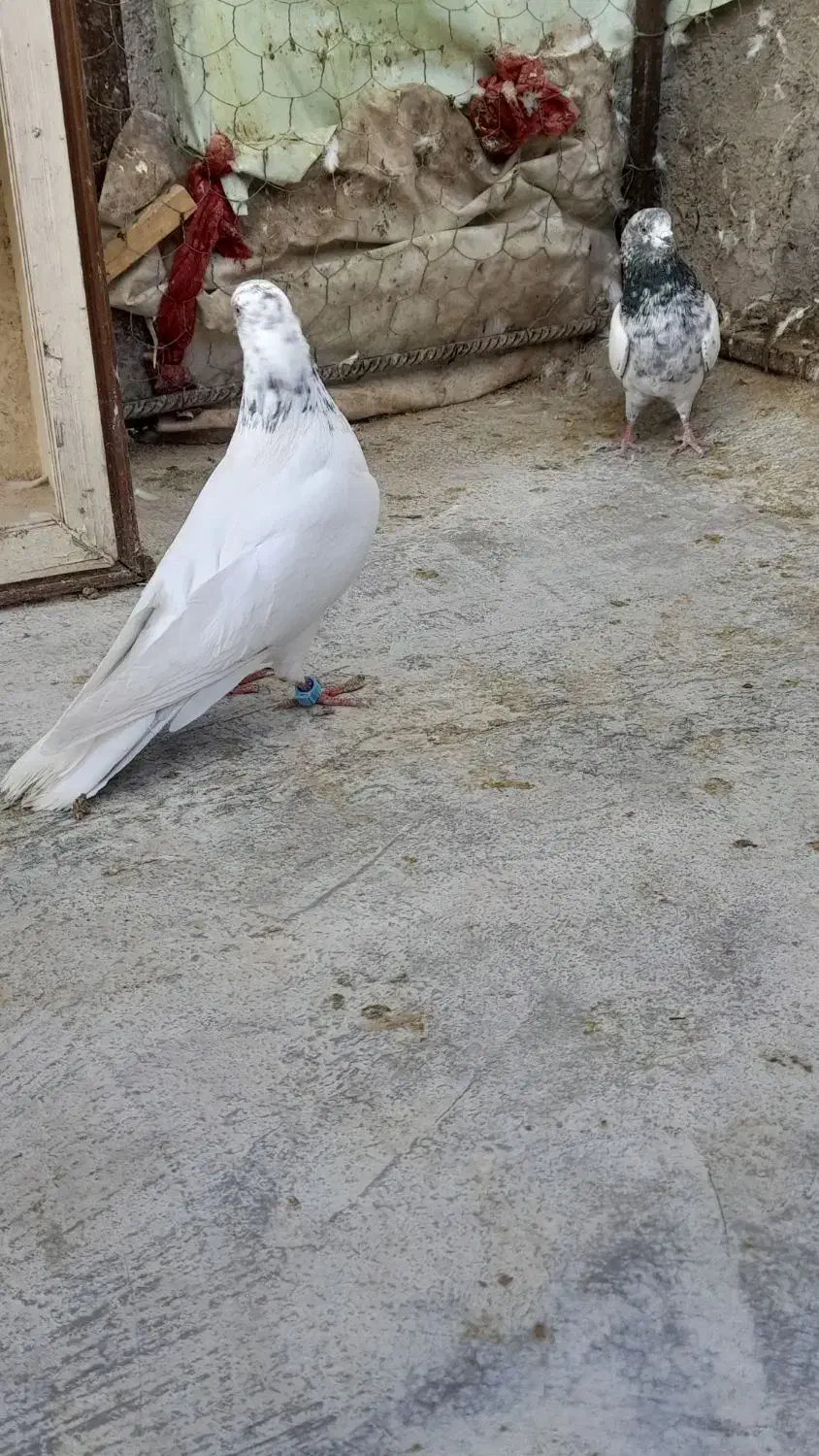 کبوتر|پرنده|اشکذر, |دیوار