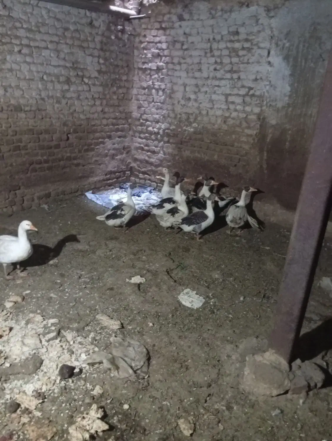 ۱۰عدد غاز سرحال|حیوانات مزرعه|بروجرد, |دیوار