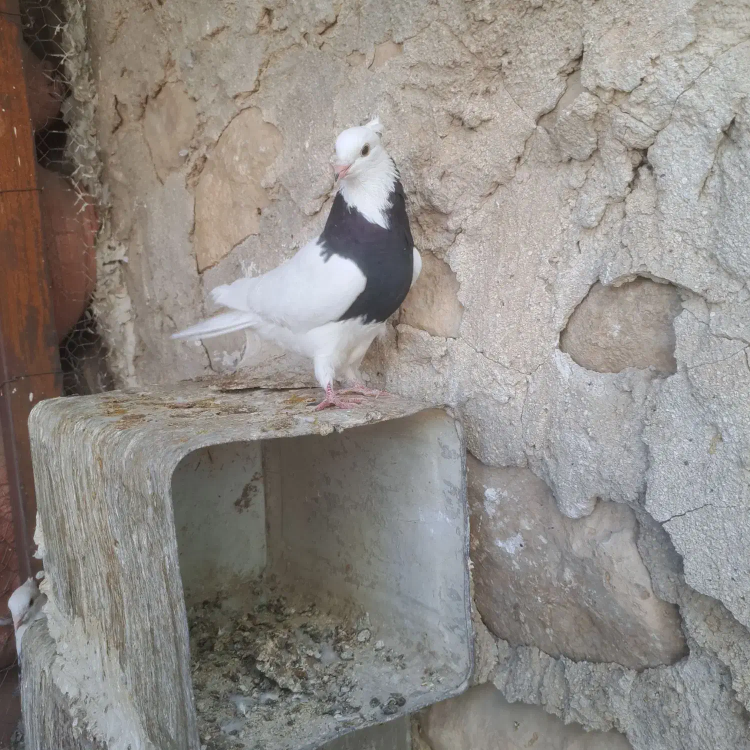 طوق سیاه|پرنده|دهدشت, |دیوار