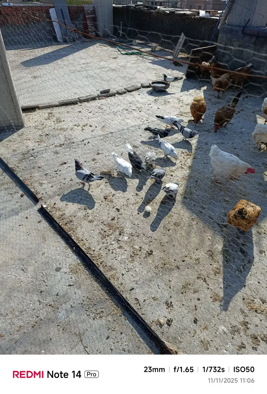 فروش کبوتر|پرنده|ساری, |دیوار