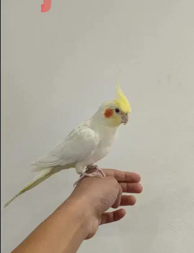 عروس هلندی|پرنده|هشتگرد, فاز ۲ مهستان|دیوار