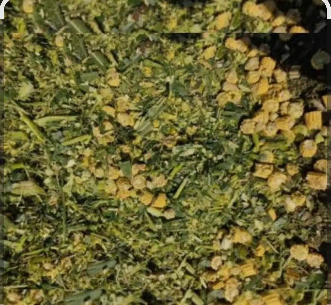 ذرت علوفه ای سیلو شده|عمدهفروشی|لاجان, |دیوار