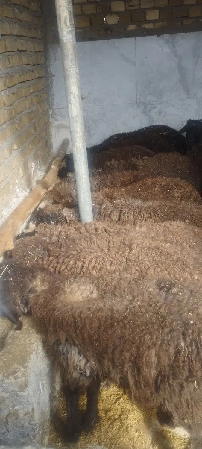 بره نر لاغر جهت پروار|حیوانات مزرعه|قیامدشت - خاورشهر, |دیوار