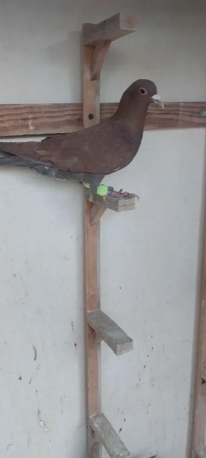 کفتر|پرنده|مشهد, ایثار|دیوار