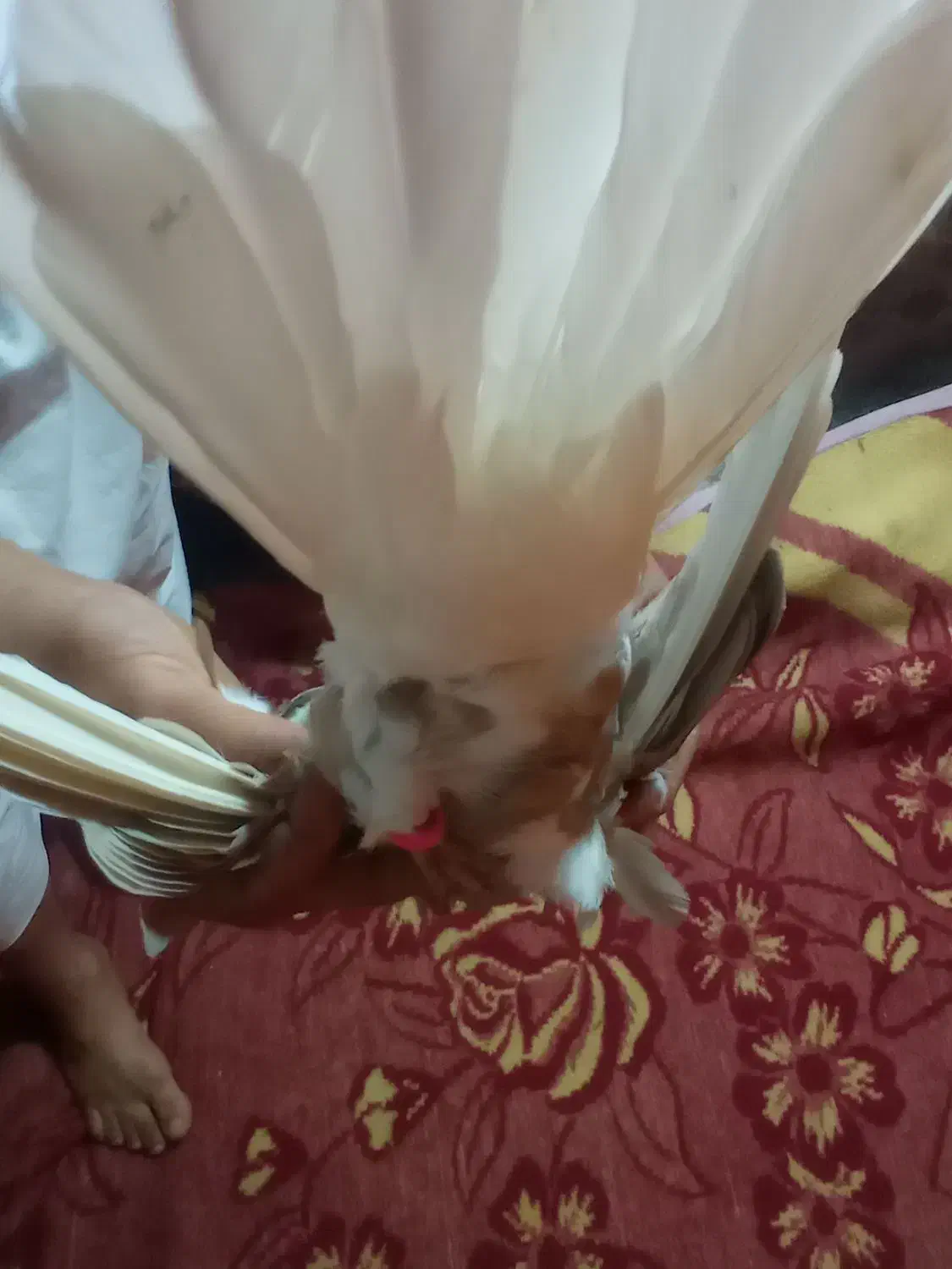 قهوه ای|پرنده|کارون, |دیوار