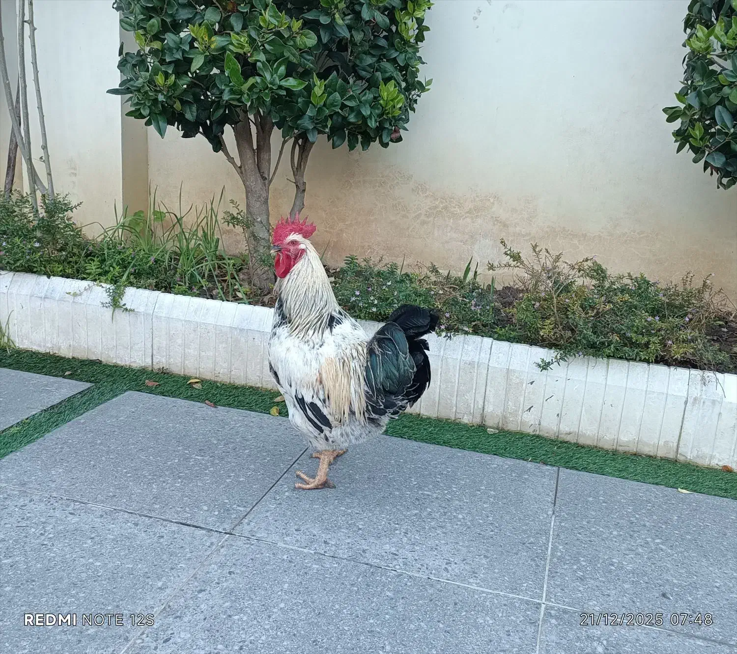 فروش خروس بزرگ و سر حال|حیوانات مزرعه|نوشهر, |دیوار