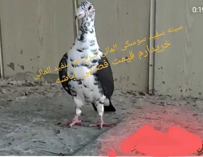سینه سفید|پرنده|زاهدان, |دیوار