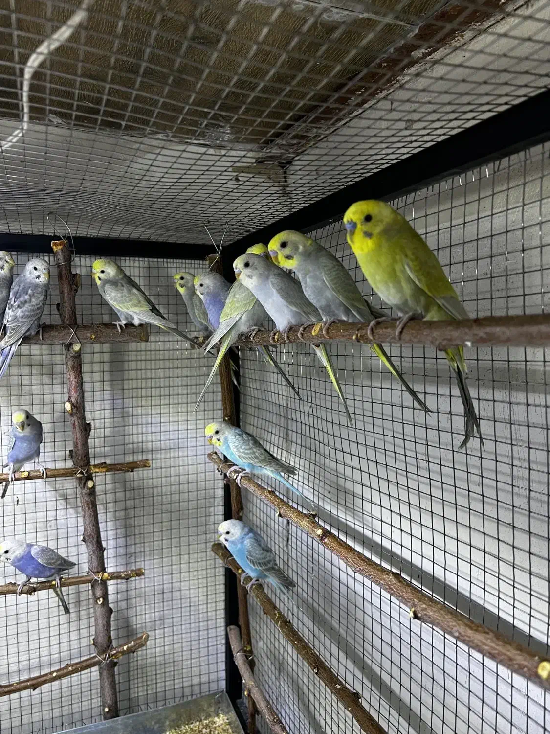 مرغ عشق رینبو رنگین کمانی اورجینال|پرنده|بوکان, |دیوار