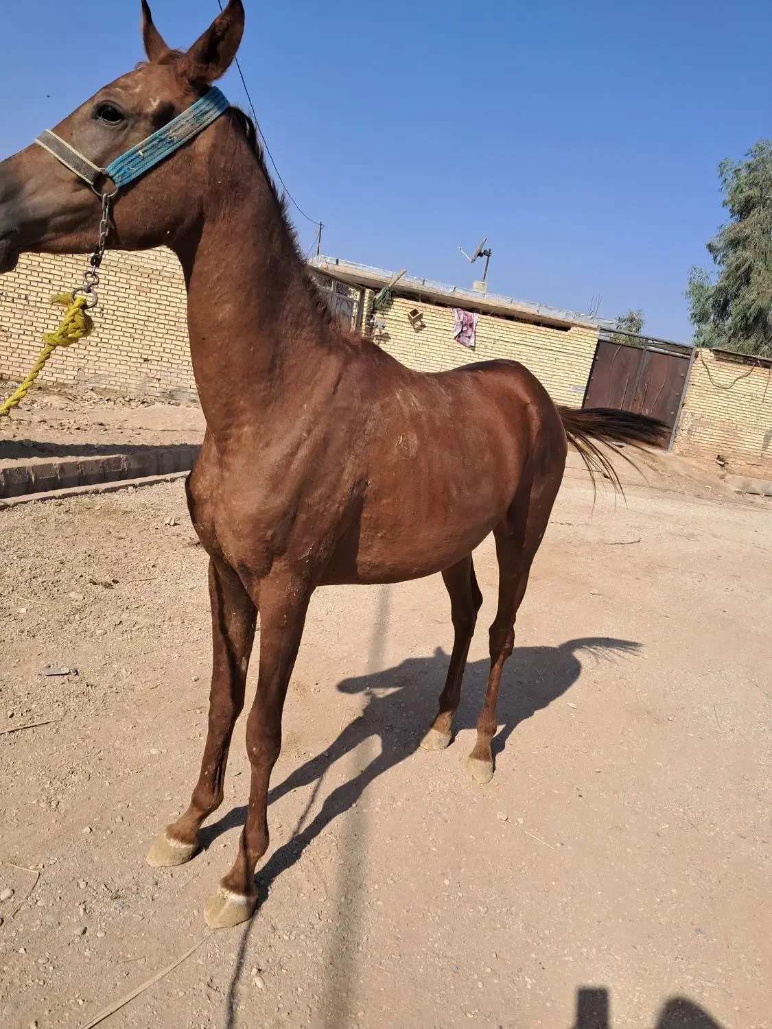 شوشتر شعبیه|اسب و تجهیزات اسبسواری|شوشتر, |دیوار